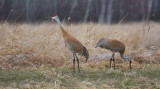 Sandhill Crane