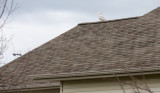 Snowy Owl