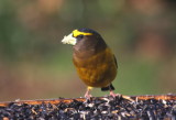 Evening Grosbeak