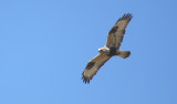 Rough-legged Hawk