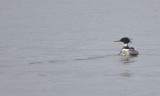 Red-breasted Merganser