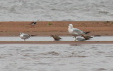 Red Knot