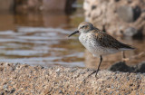 White-rumped Sandpiper x Dunlin