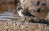 White-rumped Sandpiper x Dunlin