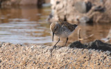 White-rumped Sandpiper x Dunlin