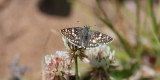 Common Checkered Skipper