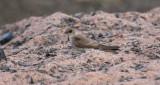 Northern Rough-winged Swallow