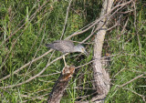 Yellow-crowned Night-Heron