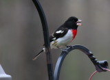 Rose-breasted Grosbeak