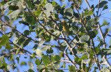 Cape May Warbler