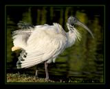 Ibis