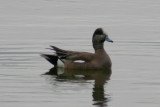 137_American_wigeon_5.jpg