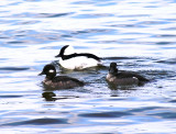 153_bufflehead.jpg