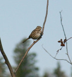 581_song_sparrow4.jpg