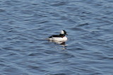 bufflehead.jpg