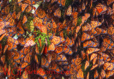 Monarch Butterflies