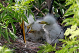 Gatorland Rookery