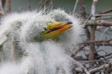 Gatorland Rookery