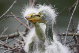 Gatorland Rookery