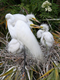 Gatorland Rookery