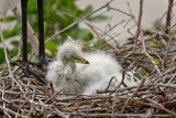 Gatorland Rookery