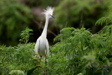 Gatorland Rookery