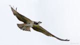 Osprey