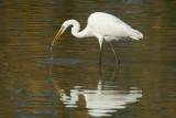 Great White Egret with catch