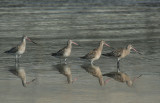 Bar-tailed Godwit ( Limosa lapponica )