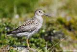 Purple Sandpiper, adult summer