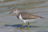 Common Sandpiper