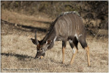 _9429_M_Kudu.jpg