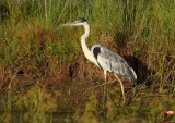 Garza mora (Ardea cocoi)