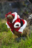 santachicken