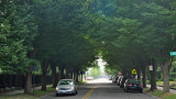 Tree covered 5th St.