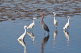 Snowy egrets and Reddish egret