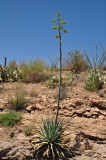 Yucca blossums