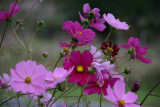 Wild Cosmos   IMG_4482.JPG