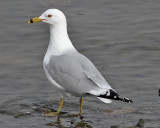 Ringnbbad ms<br> Ring-billed Gull<br> Larus delawarensis