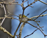 Brandkronad kungsfgel<br> Firecrest<br> Regulus ignicapillus