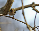 Brandkronad kungsfgel<br> Firecrest<br> Regulus ignicapillus