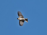 Svsparv<br> Common Reed Bunting (Reed Bunting)<br> Emberiza schoeniclus