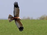 Brun krrhk<br> March harrier<br> Circus aeruginosus