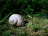 Vinbergssncka<br> Burgundy Snail<br> Helix pomatia