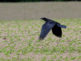 Korp <br> Raven<br> Corvus corax