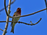 Rosenfink<br> Carpodacus erythrinus<br> Common Rosefinch