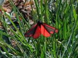 KarminspinnareCinnabar mothTyria jacobaeae