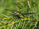 Sandflodtrollslnda<br> Club-tailed Dragonfly<br>Gomphus vulgatissimus