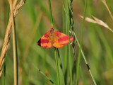 Mindre purpurmtare<br> Purple-barred Yellow<br>Lythria cruentaria