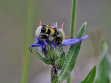 Humlebagge Bee BeetleTrichius fasciatus